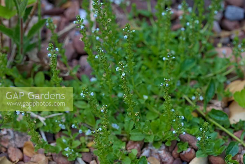 Veronica serpyllifolia - 'Speedwell à feuilles de thym'