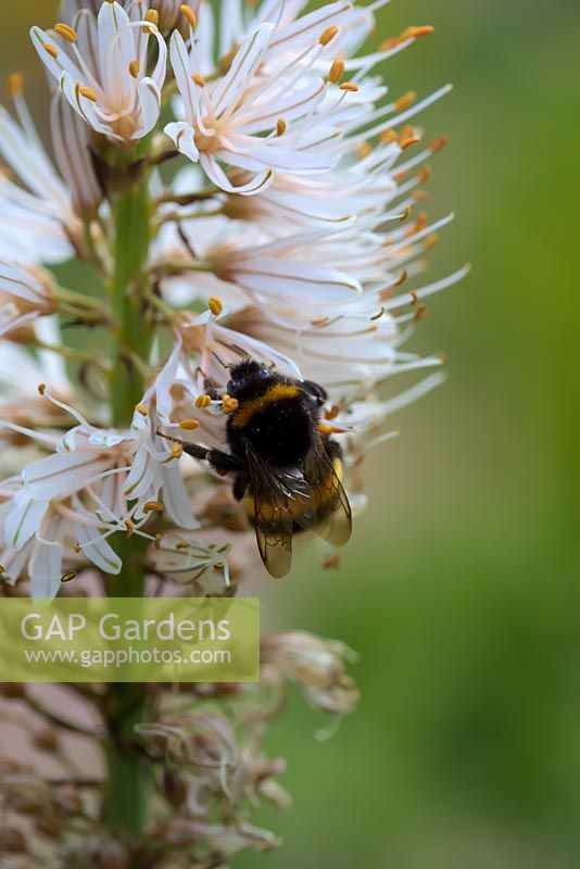 Buff-tailed Bumblebee - Bombus terrestris se nourrissant d'Asphodelius albus.