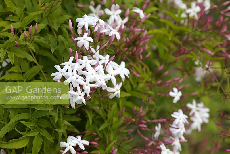 Jasminum polyanthum - Jasmin à nombreuses fleurs