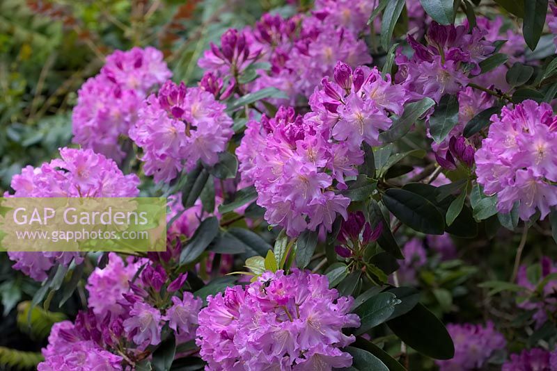 Hybride de Rhododendron decorum élevé à partir de graines.