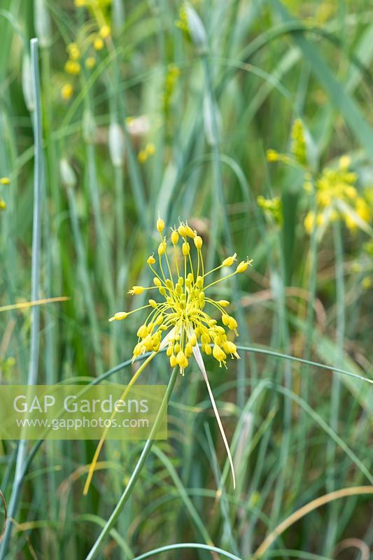 Allium flavum - Ail à fleurs jaunes