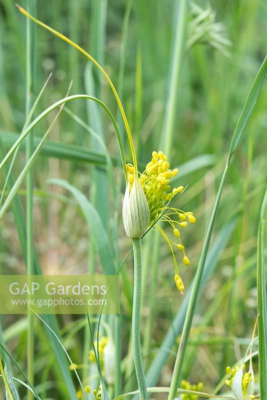 Allium flavum - Ail à fleurs jaunes