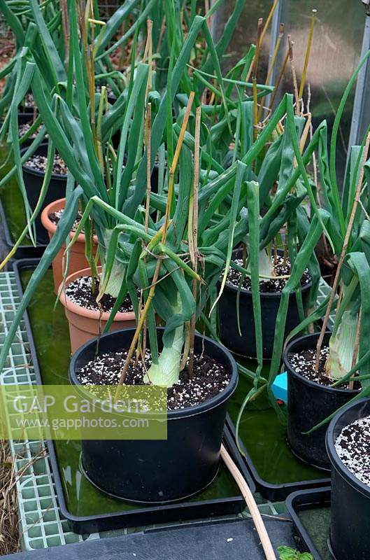 Prix de plus en plus Allium ceap - Oignon - en pot avec système autopot