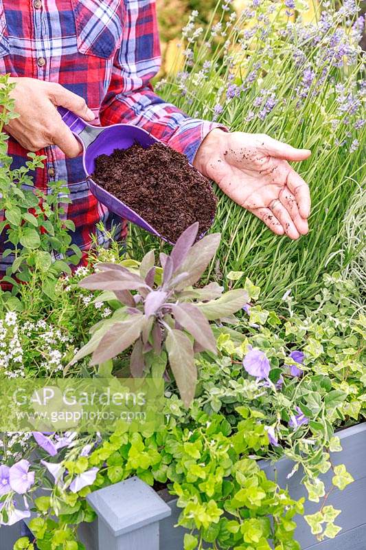 Remplir une jardinière, plantée d'herbes et de fleurs, avec une boule de compost