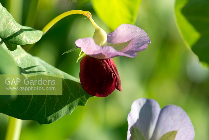 Pisum sativum 'Golden Sweet' - Pois Mangetout - détail de fleur
