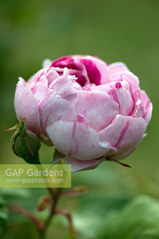 Rosa 'Honorine de Brabant' - Rose Bourbon - rosée sur pétales