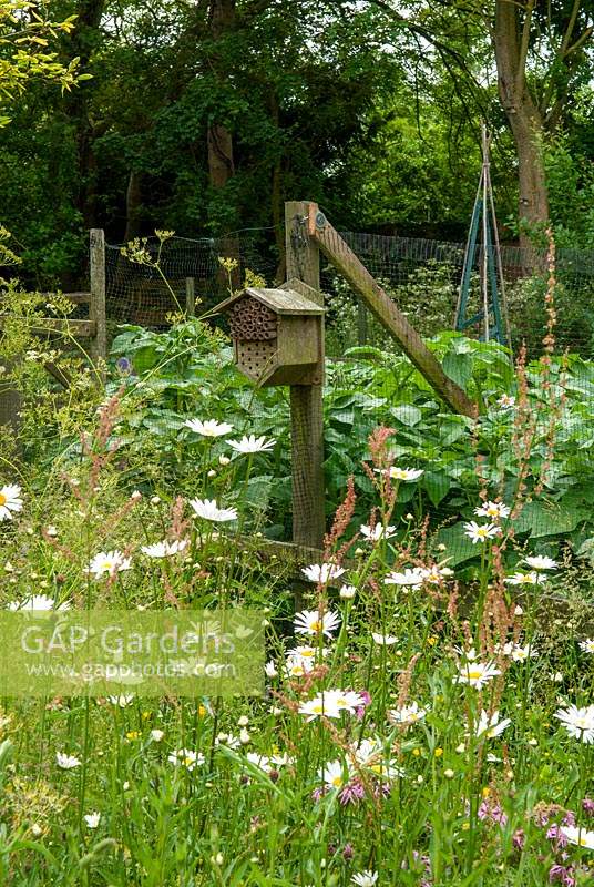 Zone de fleurs sauvages et hôtel bug à côté de bordures végétales clôturées - Journée des jardins ouverts, Earl Stonham, Suffolk