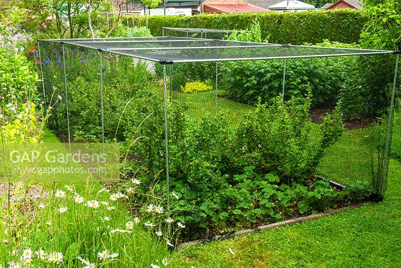 Cage à fruits contenant des buissons de groseille à maquereau et des plants de fraises - Journée des jardins ouverts, Earl Stonham, Suffolk