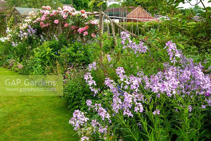 Lunaria annua - Honnêteté - dans le parterre de fleurs herbacées de balayage avec des roses sur support de trelliis rustique - Journée des jardins ouverts, Earl Stonham, Suffolk