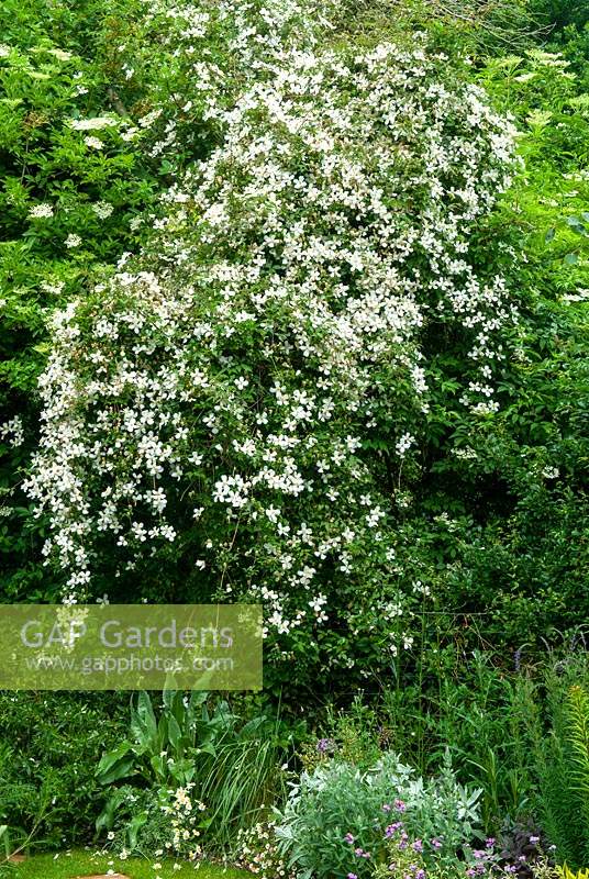 White Clematis montana 'Grandiflora' en cascade sur les buissons - Journée des jardins ouverts, Earl Stonham, Suffolk