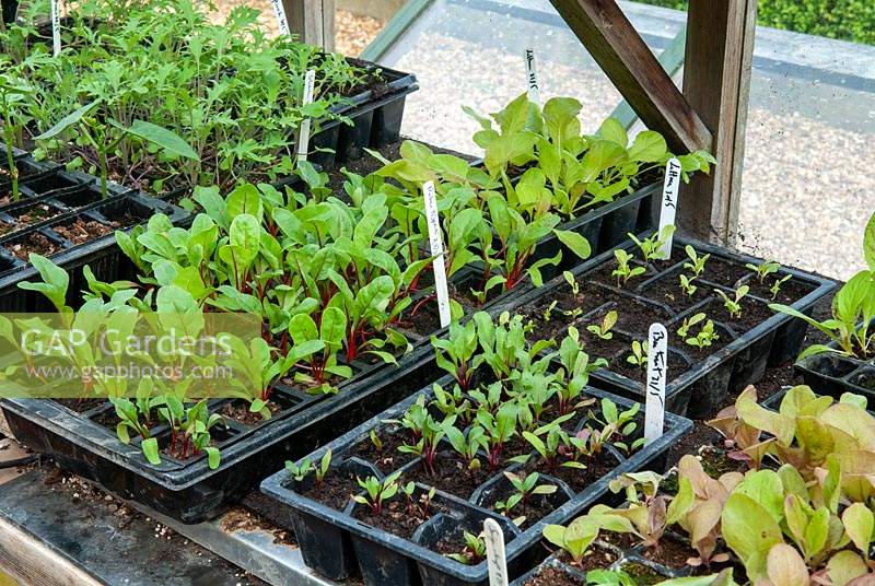 Les semis dans des plateaux sur étagère à effet de serre - Feuilles de salade, betteraves et laitues - Journée des jardins ouverts, Earl Stonham, Suffolk