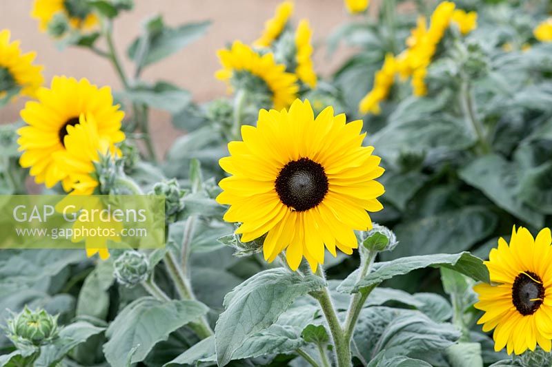 Helianthus interspécifique - Tournesol Sunfinity