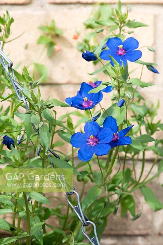 Anagallis Monelli - Bleu pimpernel - Flaxleaf Pimpernel fleurs dans un panier suspendu