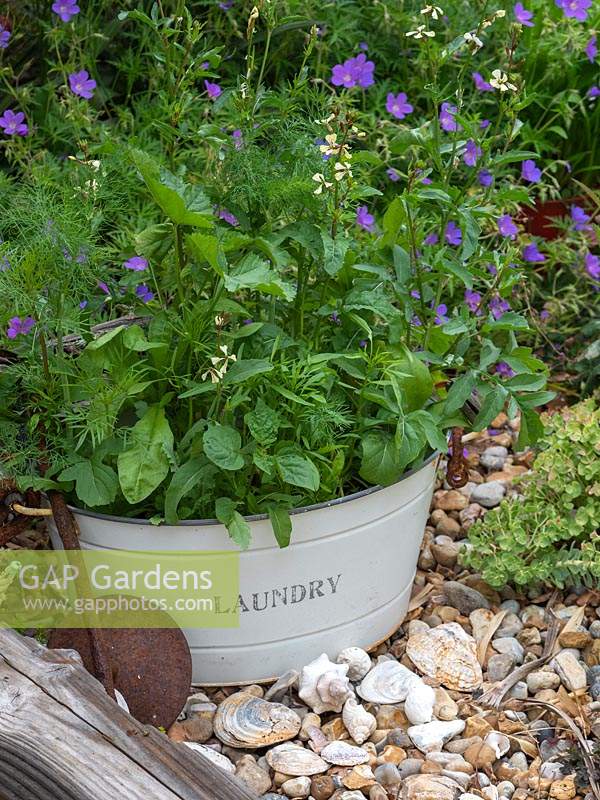 Ancien pot planté de fleurs sauvages placé dans un coin de jardin. Radis sauvage - Raphanus raphanistrum, Tanaisie sauvage, Phacelia tanacetifolia mauve - souci.