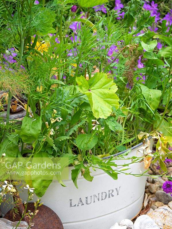 Ancien pot planté de fleurs sauvages placé dans un coin de jardin. Radis sauvage - Raphanus raphanistrum, Tanaisie sauvage, Phacelia tanacetifolia mauve - souci.