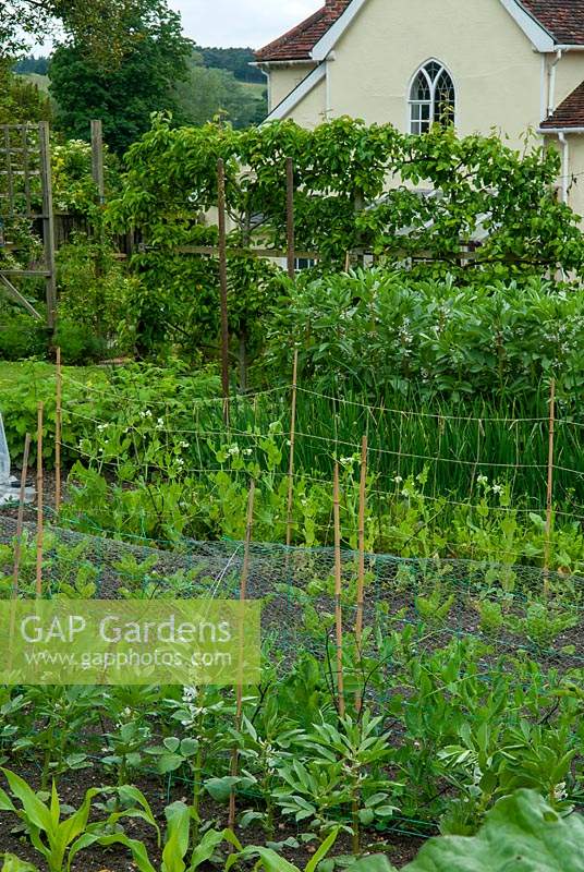 Des rangées de légumes, y compris le maïs sucré, les haricots, les oignons et les pois avec poire Williams cultivés dans un style espalier sur support au-delà - Journée des jardins ouverts, Coddenham, Suffolk