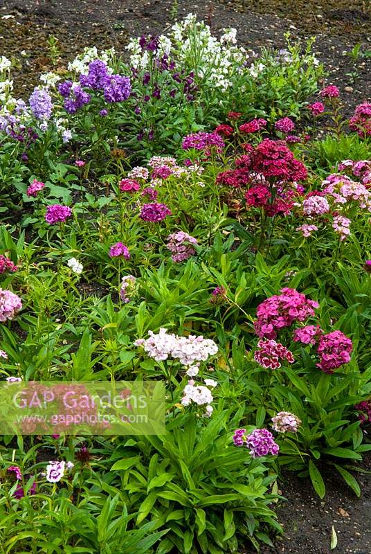 Rangées de Sweet Williams et de stocks en parterre de fleurs de coupe - Journée des jardins ouverts, Double Street, Framlingham, Suffolk