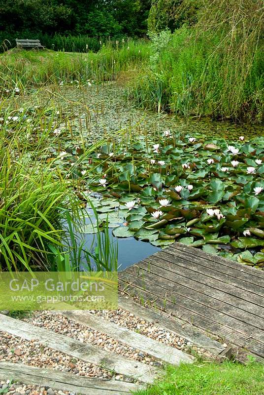 Étapes menant à la petite jetée dans l'étang avec l'abondance de Water Lillies et plantes marginales - Journée des jardins ouverts, Kelsale, Suffolk