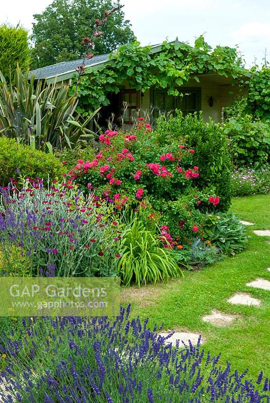 Parterre de fleurs d'été de lavandes, de campions de roses, d'herbes, de rosiers, de phormium et de divers arbustes avec des tremplins menant à une maison d'été couverte de vigne - Journée des jardins ouverts, Kelsale, Suffolk