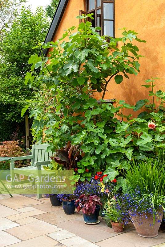 Figuier - Ficus carica - avec un assortiment de plantes en pots et siège sur patio contre pignon de cottage - Journée des jardins ouverts, Kelsale, Suffolk