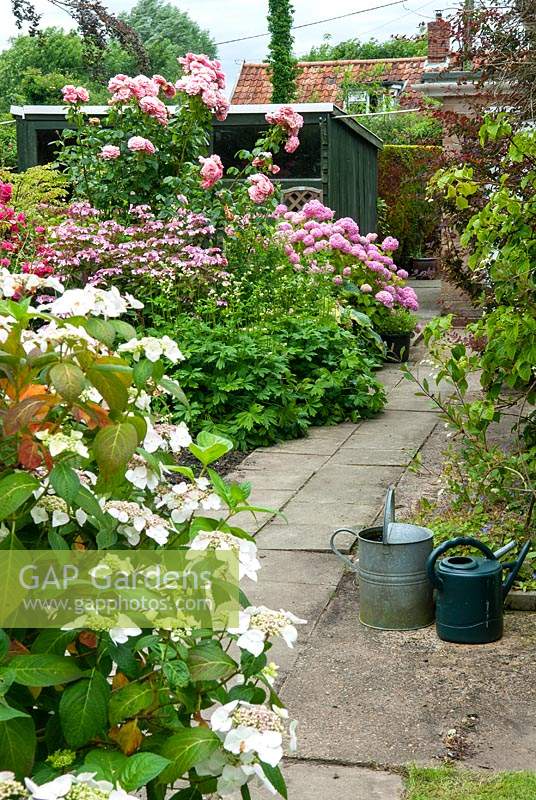 Parterre de fleurs d'hortensias Lacecap et Mophead avec des roses et diverses autres plantes - Journée des jardins ouverts, Kelsale, Suffolk