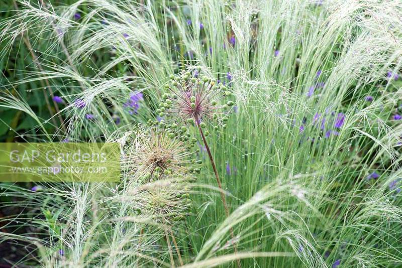 Têtes de graines Stipa tenuissima 'Wind Whispers' et Allium 'Purple Sensation'