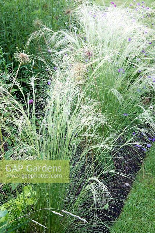 Têtes de graines Stipa tenuissima 'Wind Whispers' et Allium 'Purple Sensation'