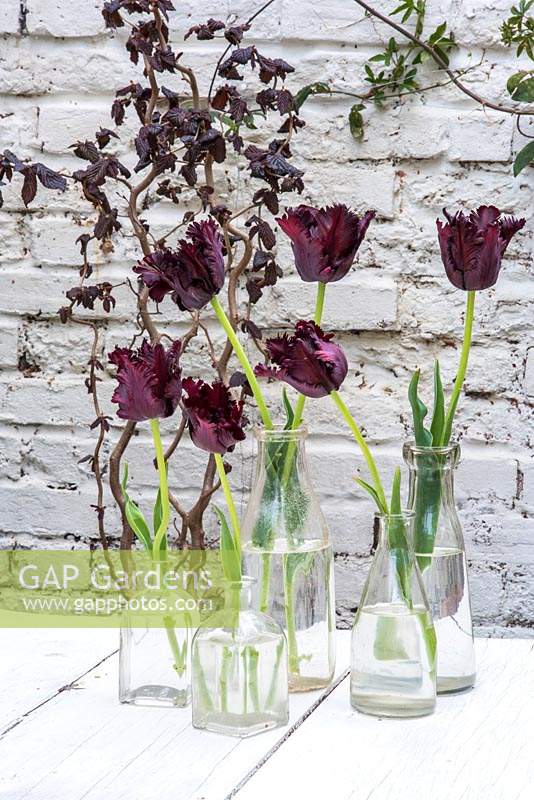Tulipes noires affichées dans des bouteilles en verre