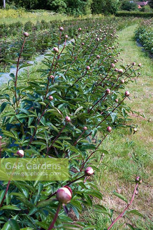 Paeonia - pivoines cultivées sur le terrain britannique