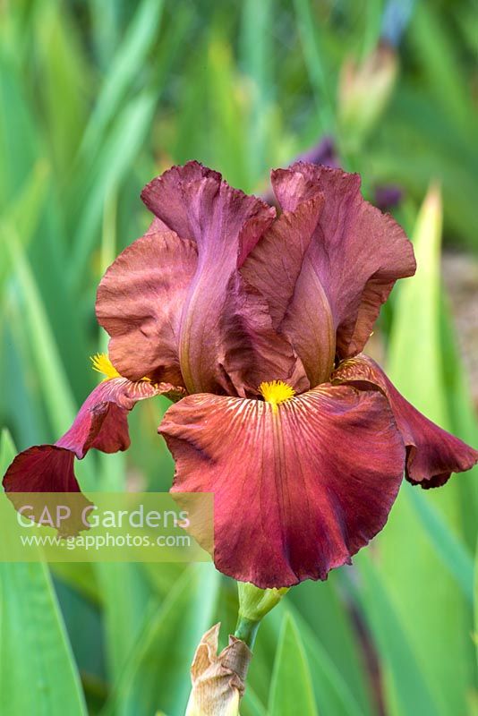 Iris 'brochet rouge'