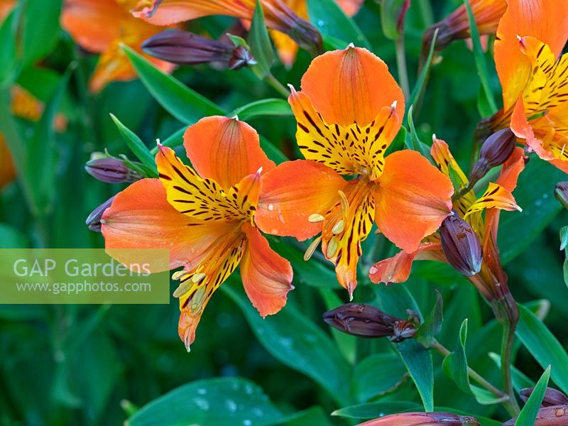 Alstroemeria «Indian Summer» Péruvienne Lily Norfolk Juin
