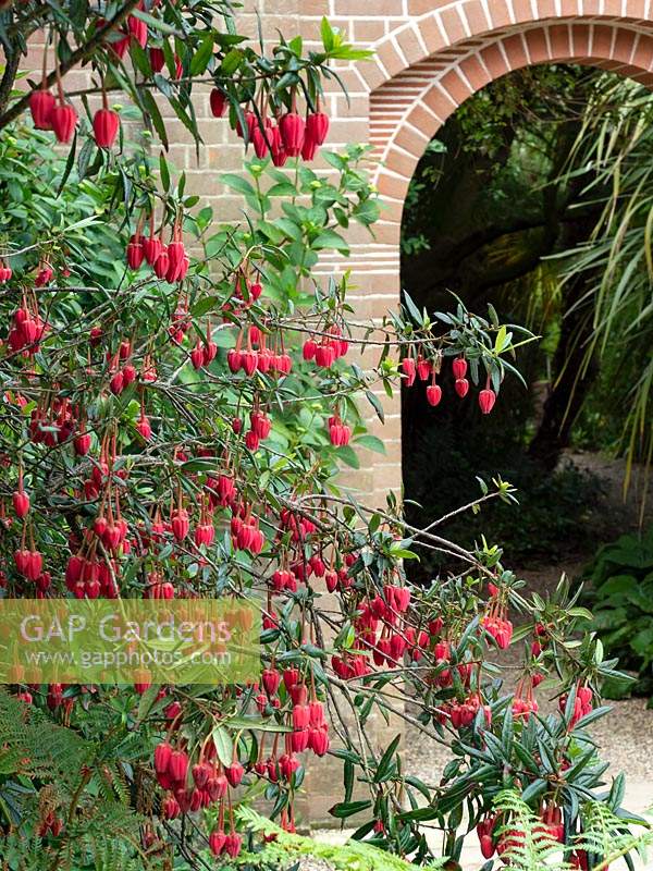 Crinodendron hookerianum - Arbre lanterne chilienne en mai