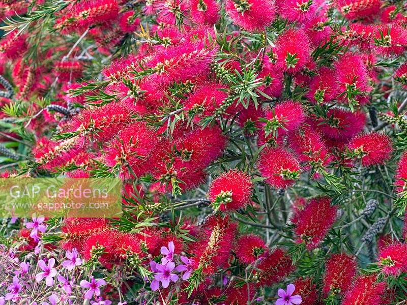 Melaleuca citrina - Crimson Bottlebrush