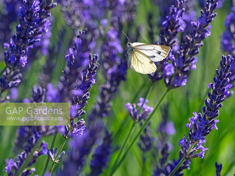 Pieris rapae - Petit papillon blanc - en vol près de Lavender angustifolia 'Hidcote' - Lavande anglaise