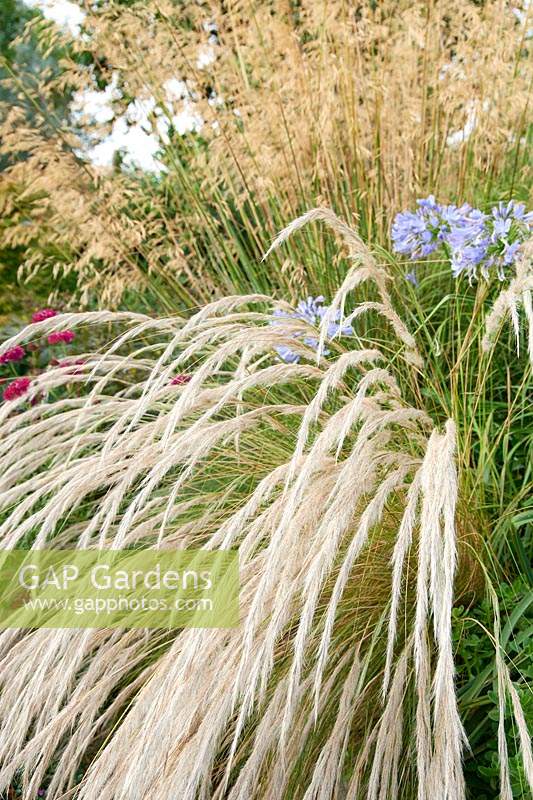 Stipa ichu - Herbe à plumes péruvienne