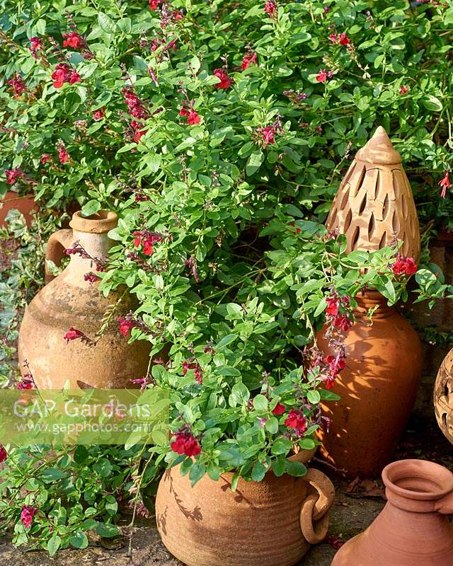 Salvia 'Silas Dyson' avec des cruches vides en terre cuite, des urnes et des ornements
