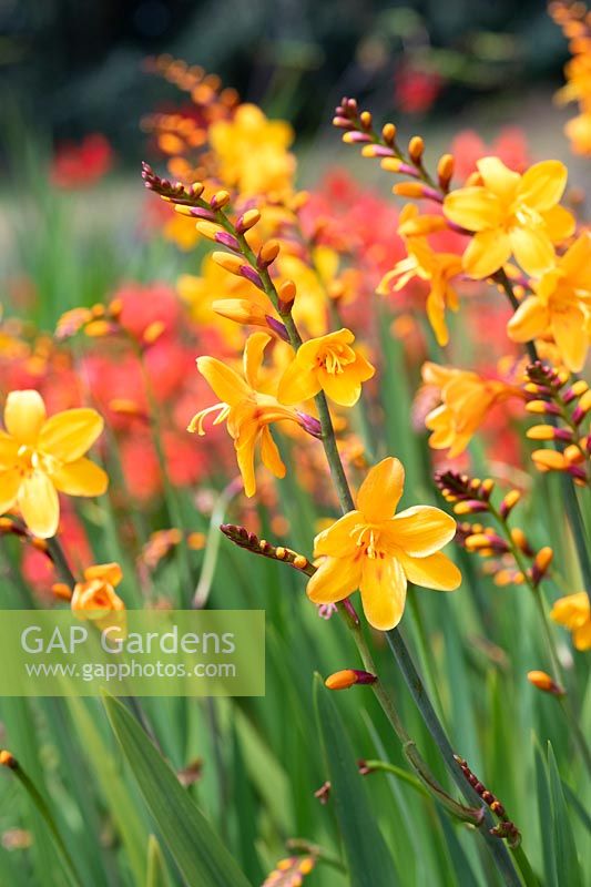 Crocosmia x crocosmiiflora 'Columbus' - Montbretia 'Columbus'