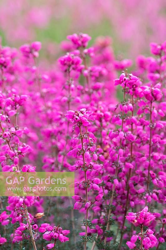 Erica cinerea 'Rosy carillons' - Bell heather 'Rosy carillons'