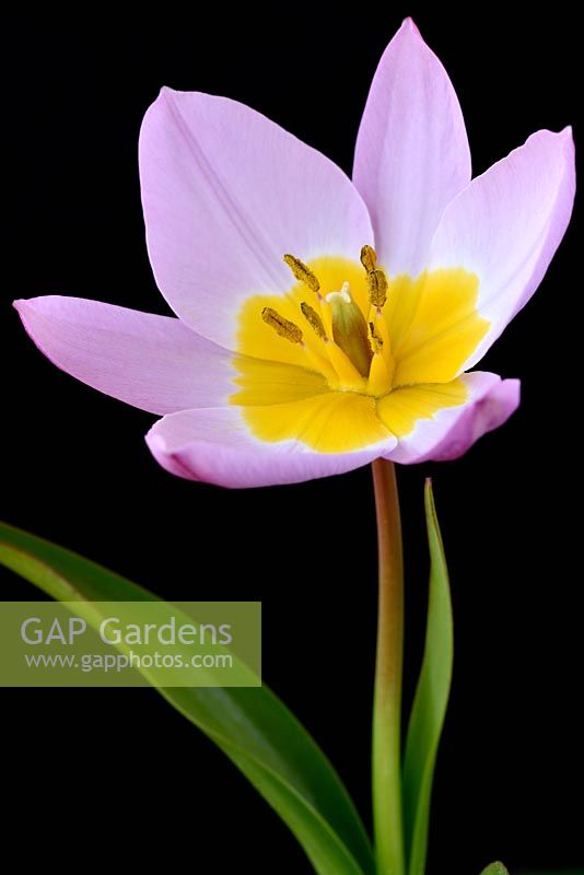 Tulipa saxatilis 'Groupe Bakeri' 'Lilac Wonder' Tulip Syn. Tulipe Candia