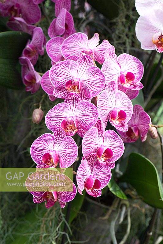 Phalaenopsis 'Paso Robles' - Orchidée papillon 'Paso Robles'