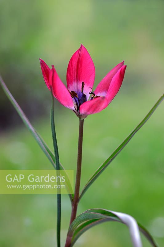 Tulipa hageri 'Petite Beauté'