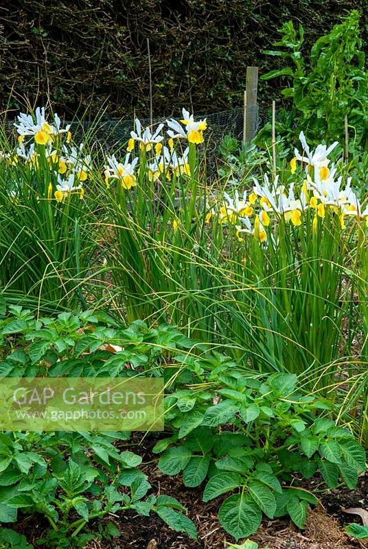 Rangée d'iris orientaux - Iris orientalis - à travers le potager avec des pommes de terre en premier plan - Journée des jardins ouverts, Nacton, Suffolk