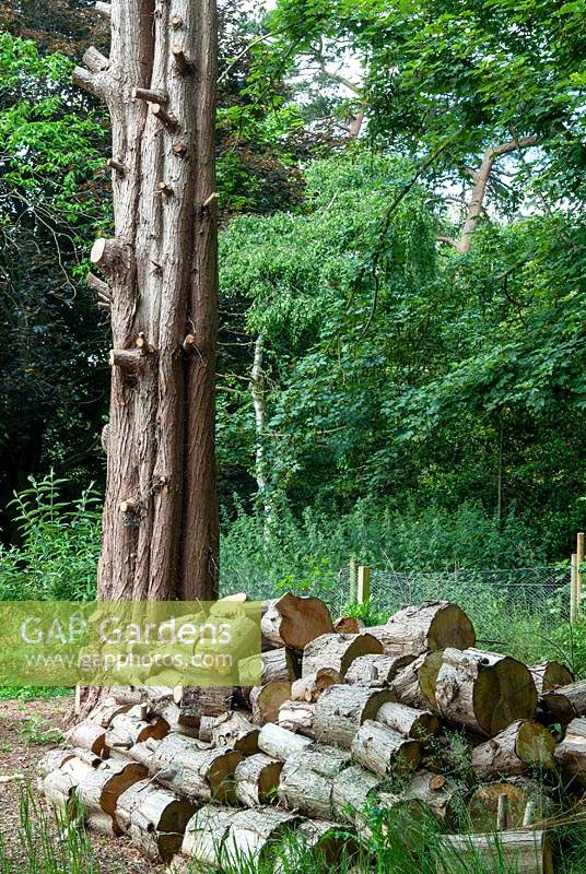 Cèdre avec branches enlevées et abattues pour le bois de chauffage - Journée des jardins ouverts, Bromeswell, Suffolk