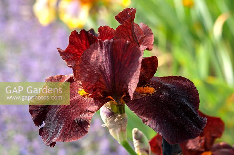 Grand Iris barbu 'Caliente'