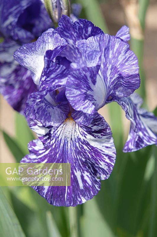 Grand Iris barbu 'Batik'