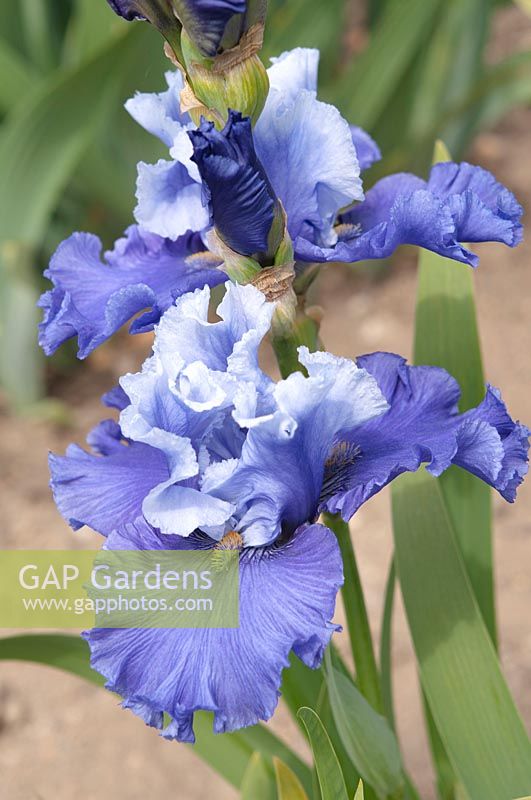 Grand Iris barbu 'Musique du Surf'