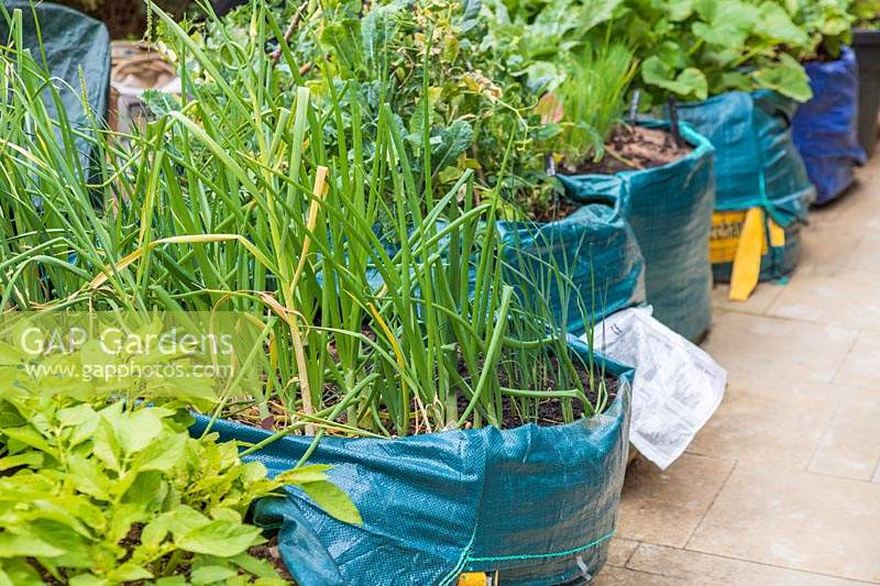 Légumes cultivés dans des sacs 'Builders' avec terre végétale
