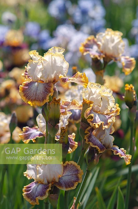 Iris 'Whispering Spirits' - Grand iris barbu en mai