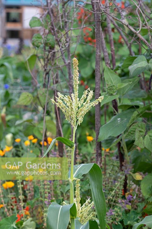 Zea mays - fleur de maïs sucré mâle dans un allotissement à RHS Wisley Gardens