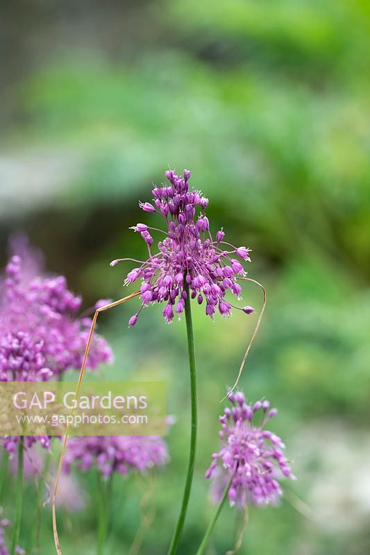 Allium carinatum subsp. pulchellum - Ail carénées